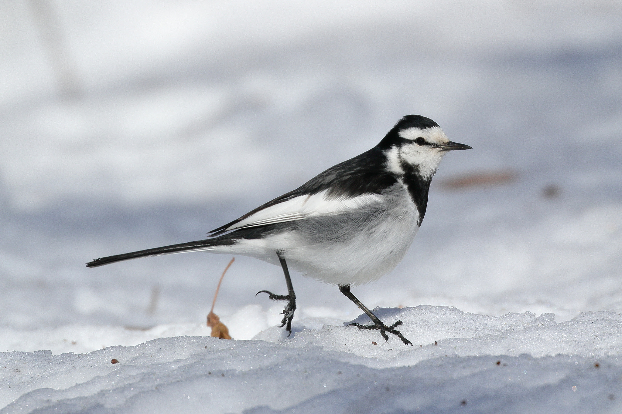 Canon EOS 7D Mark II sample photo. Snow and cute bird 7i2a0809 photography