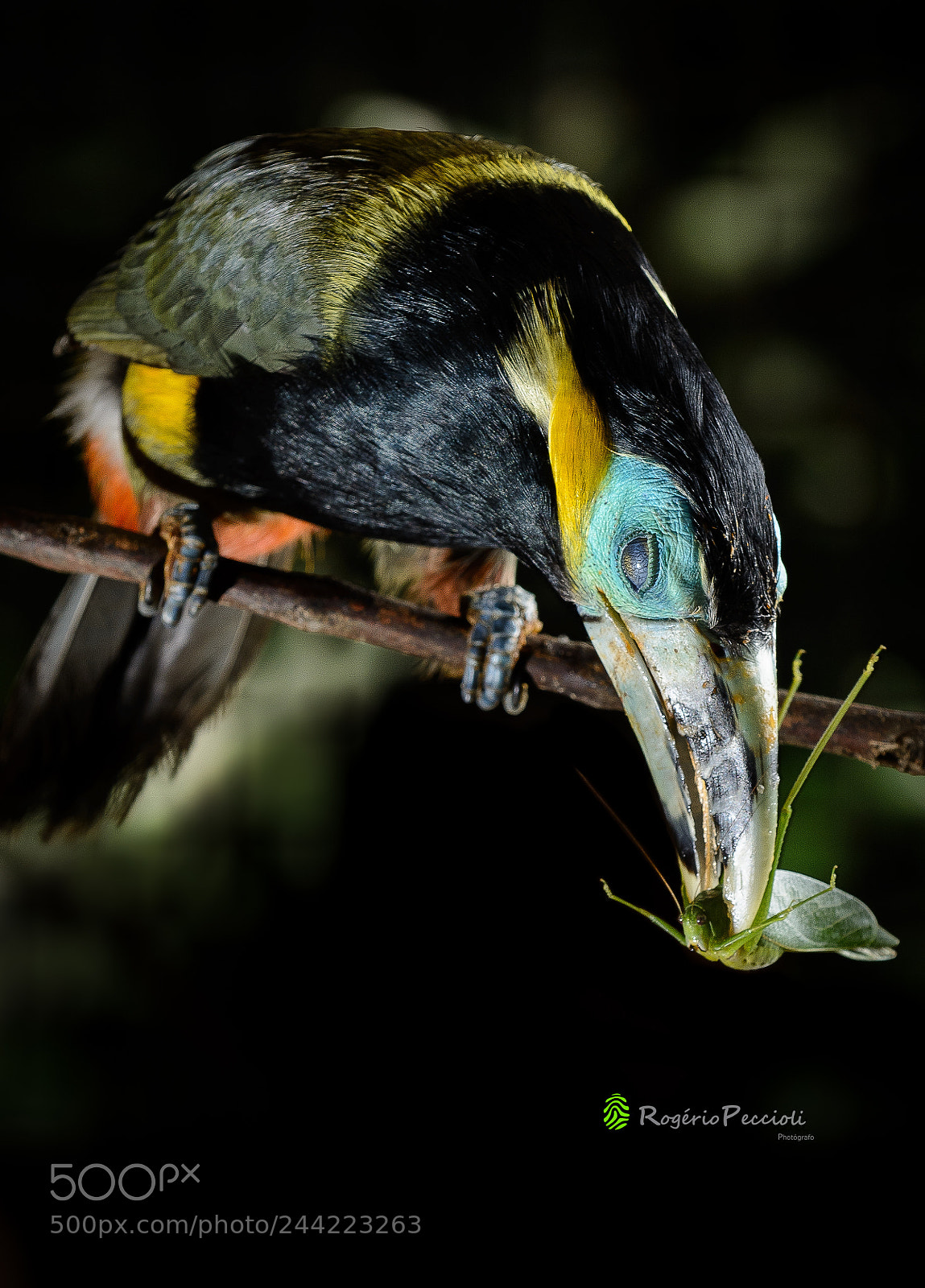 Nikon D7100 sample photo. Araçari-poca (selenidera maculirostris) photography