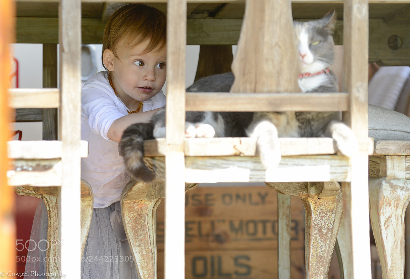Nikon D800E sample photo. Sophia and the cat photography