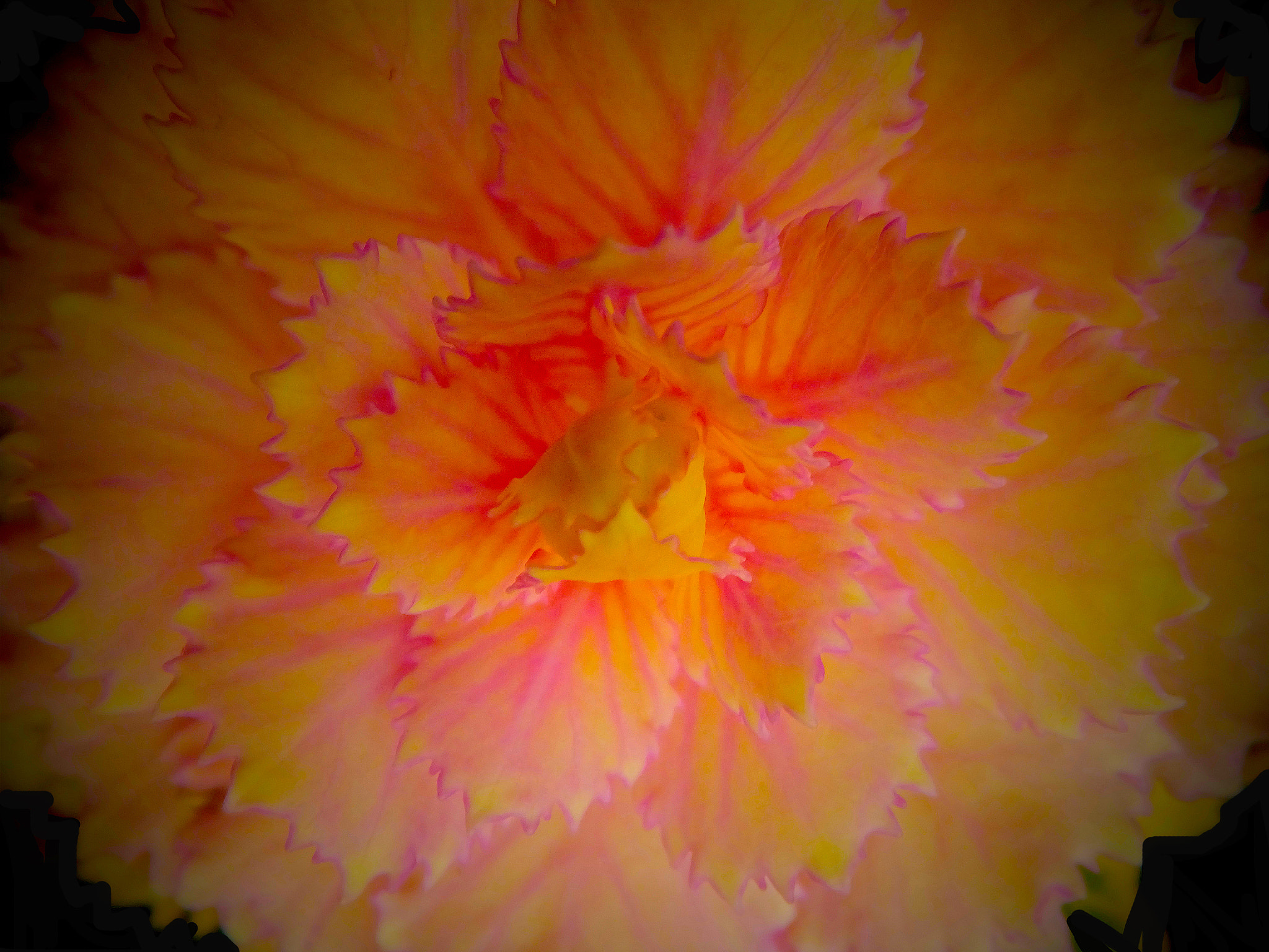 Fujifilm FinePix F900EXR sample photo. The pinks with yellows...cabbage flower. photography