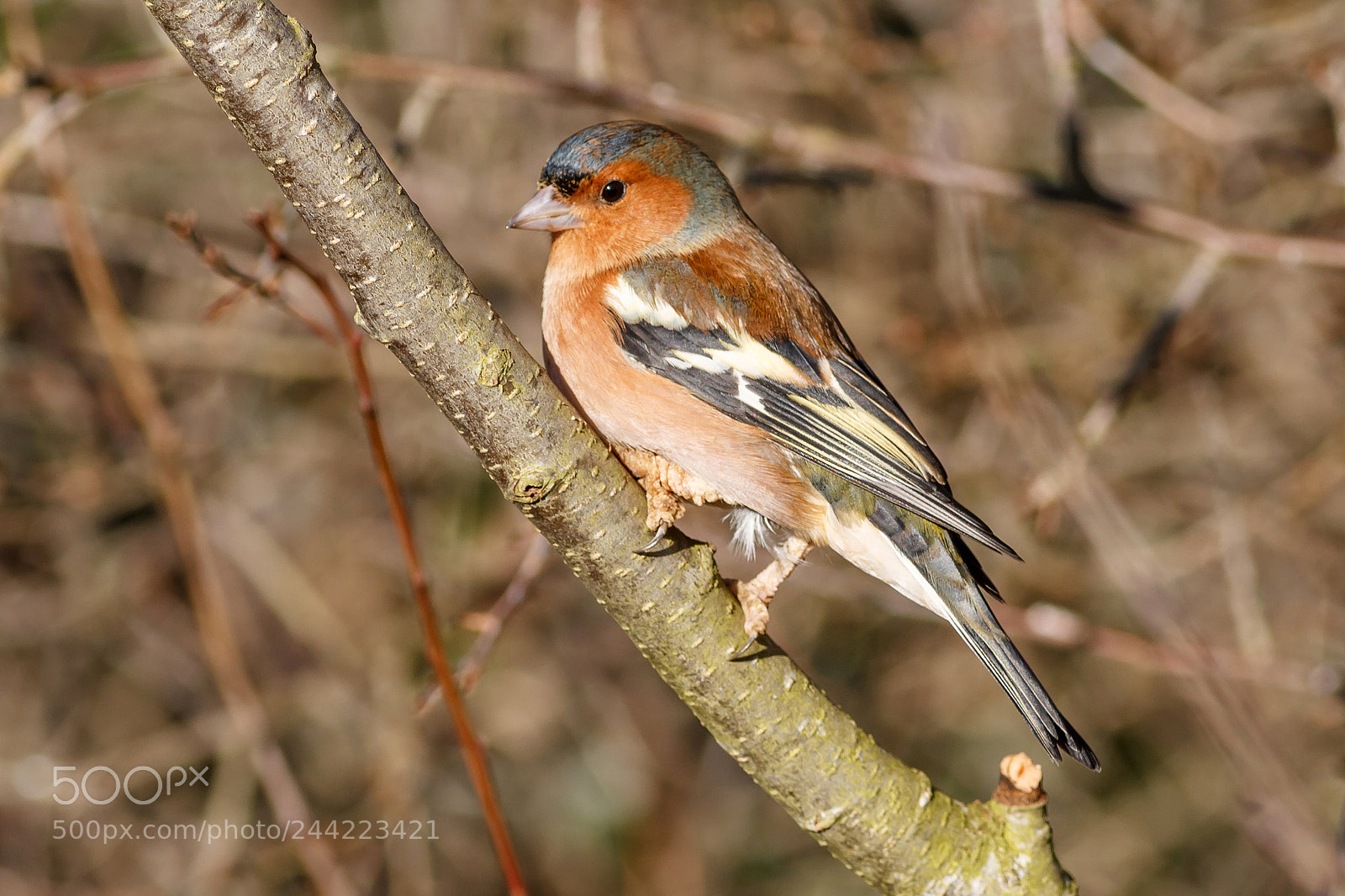 Canon EOS 1100D (EOS Rebel T3 / EOS Kiss X50) sample photo. Chaffinch photography