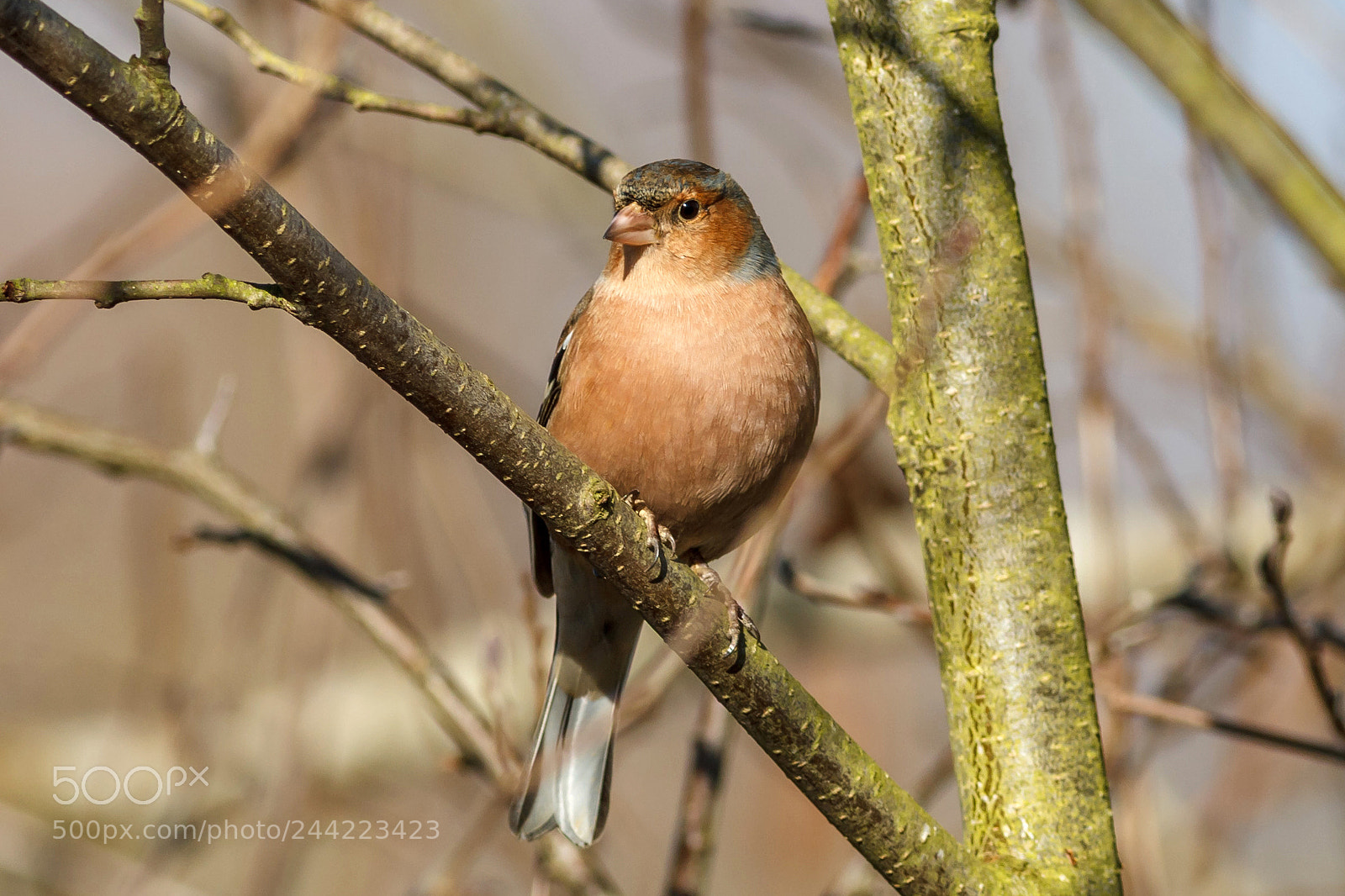 Canon EOS 1100D (EOS Rebel T3 / EOS Kiss X50) sample photo. Chaffinch photography