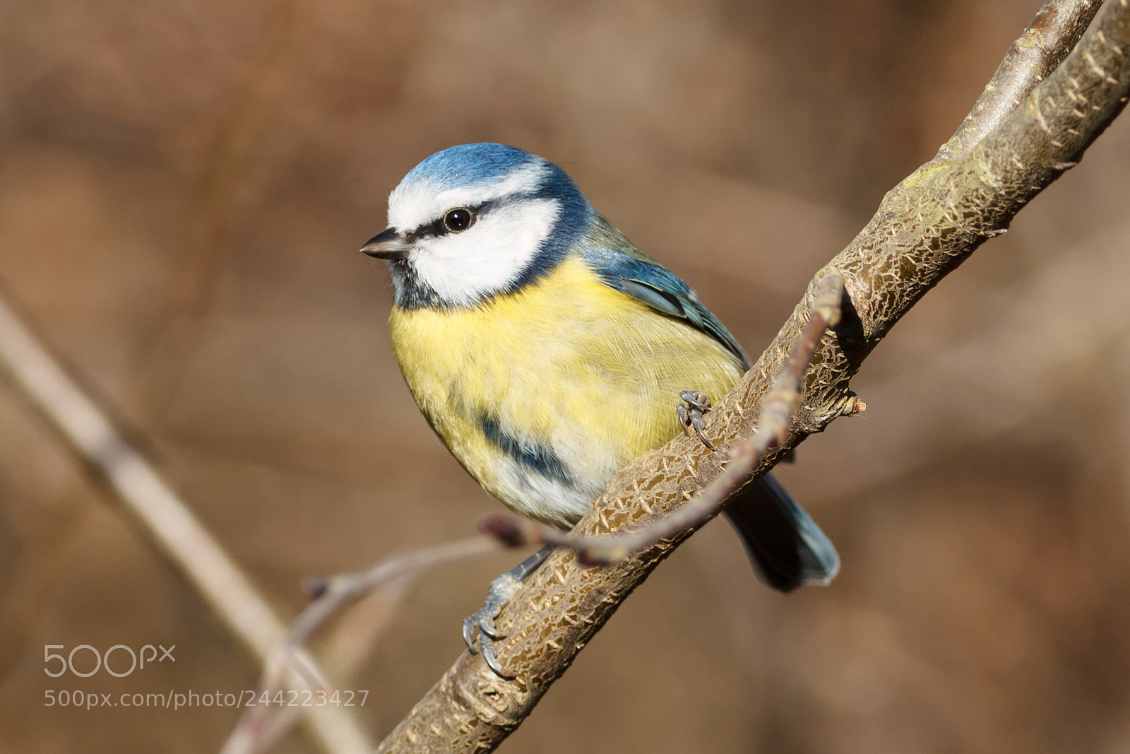 Canon EOS 1100D (EOS Rebel T3 / EOS Kiss X50) sample photo. Blue tit photography