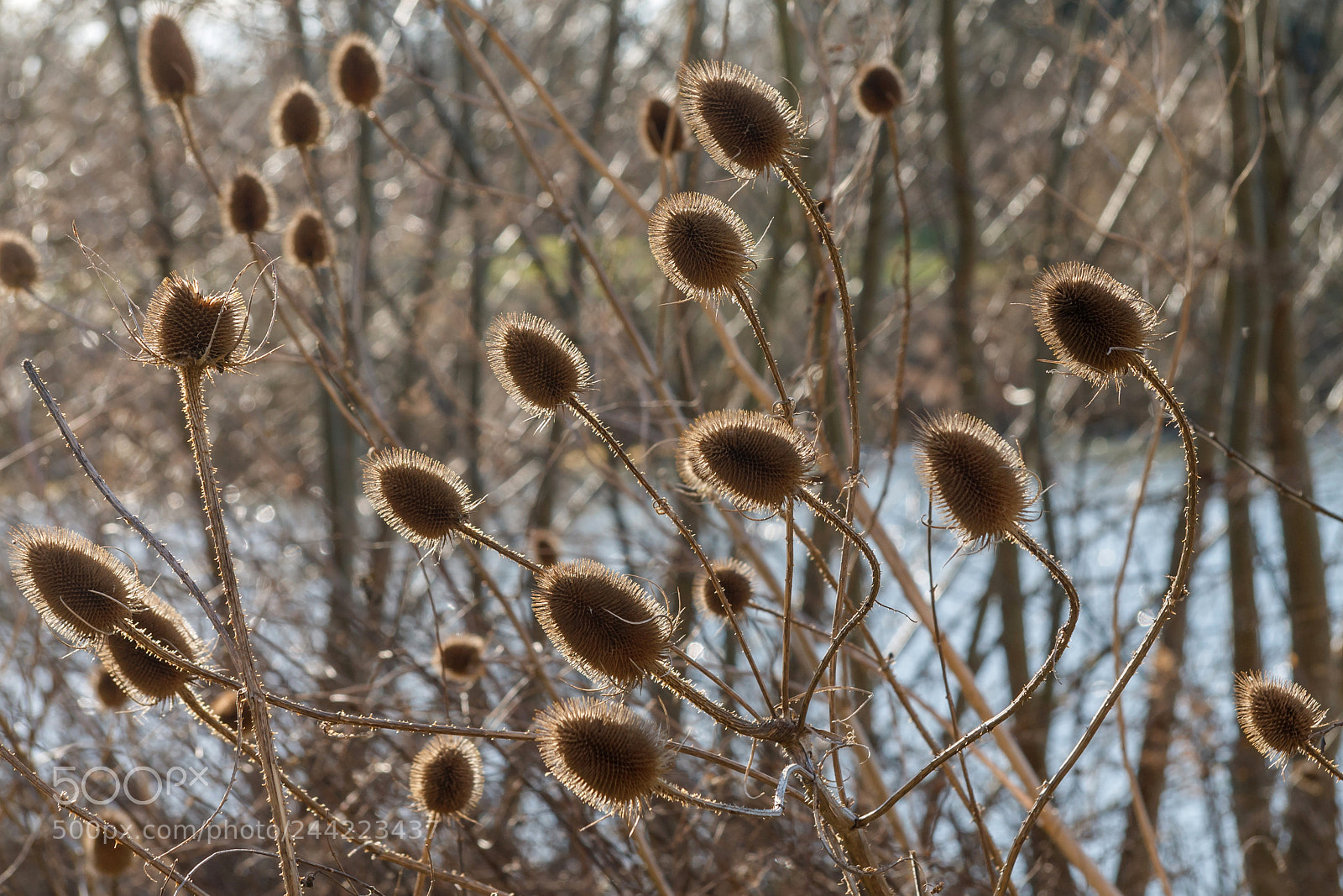 Canon EOS 1100D (EOS Rebel T3 / EOS Kiss X50) sample photo. Teasels photography
