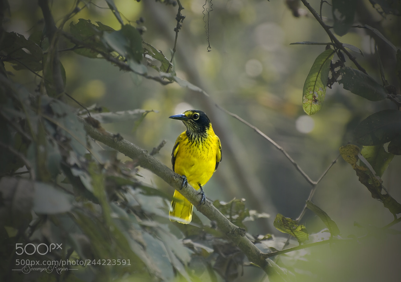 Nikon D90 sample photo. Golden oriole photography