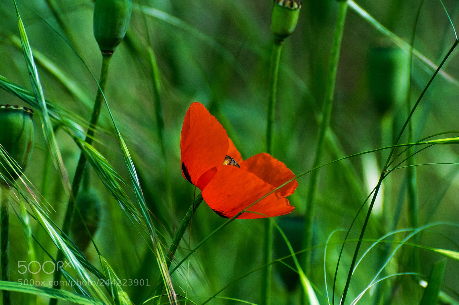 Sony ILCA-77M2 sample photo. Flowers poppies in the photography