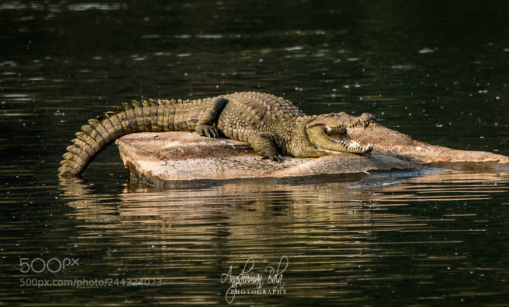 Nikon D500 sample photo. Mugger crocodile photography
