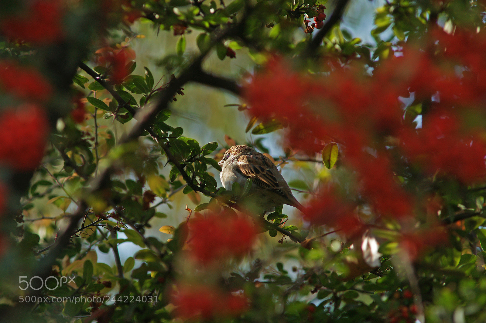 Sony Alpha DSLR-A850 sample photo. Hide ! photography