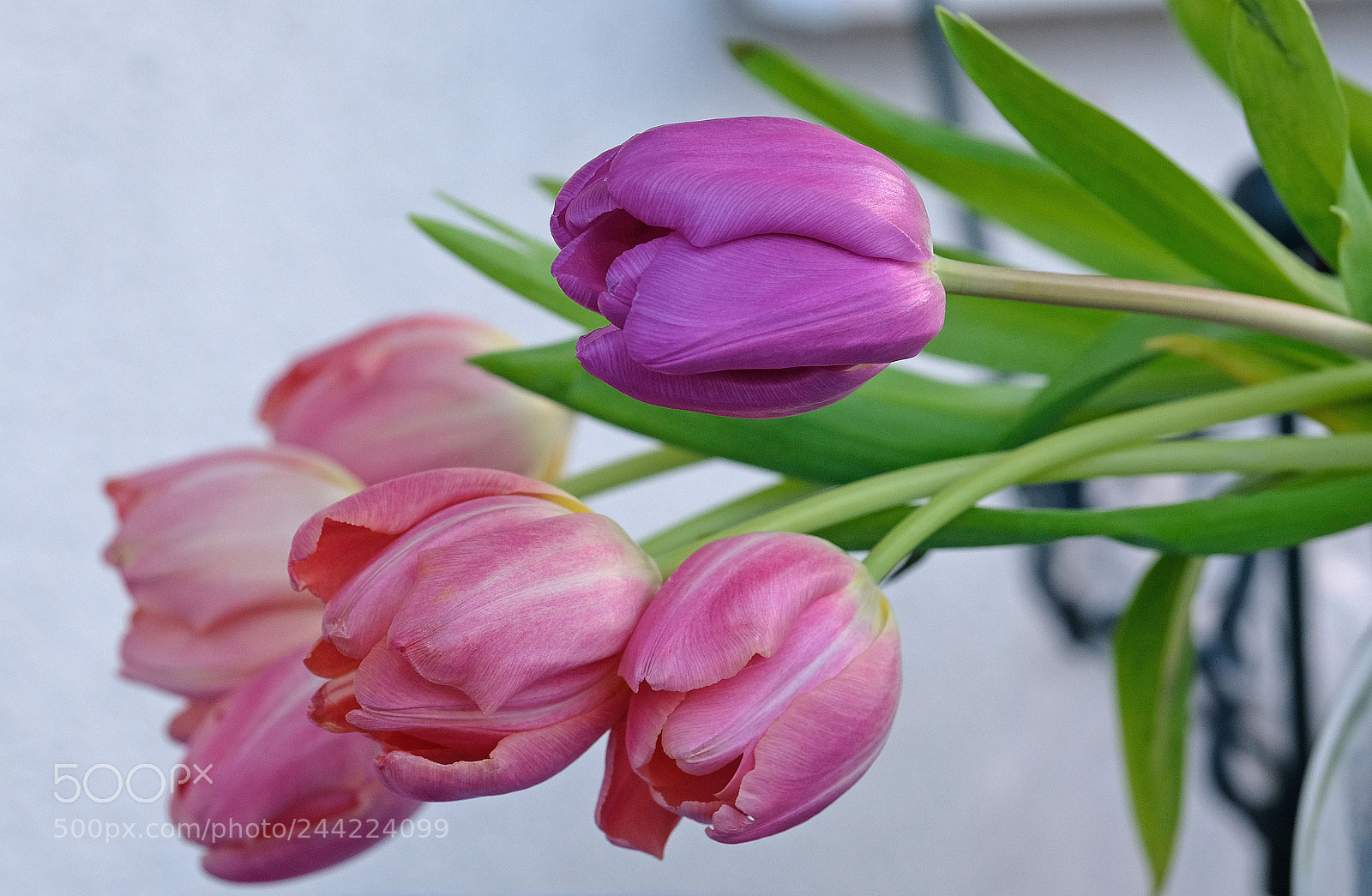Fujifilm X-T2 sample photo. Frühlingsbote photography