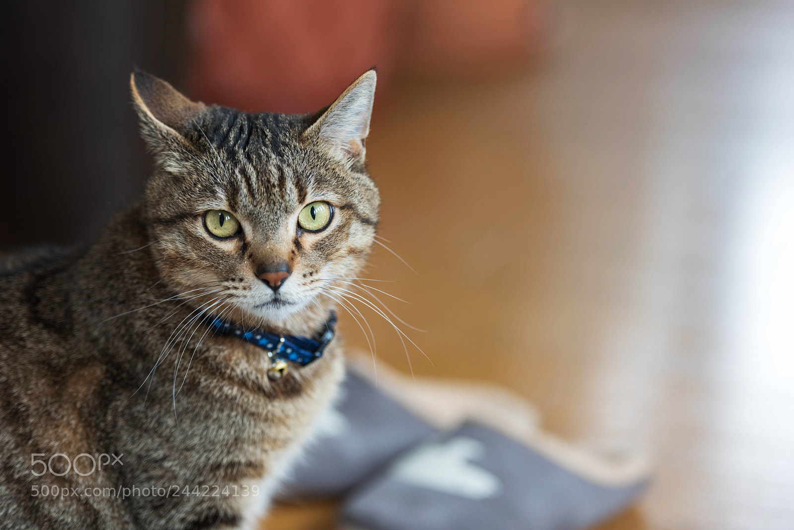 Nikon D810 sample photo. Untitled photography