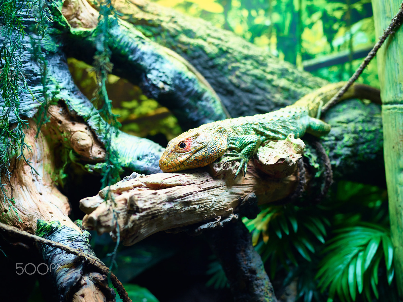 Phase One IQ3 100MP Trichr sample photo. Zoo photography