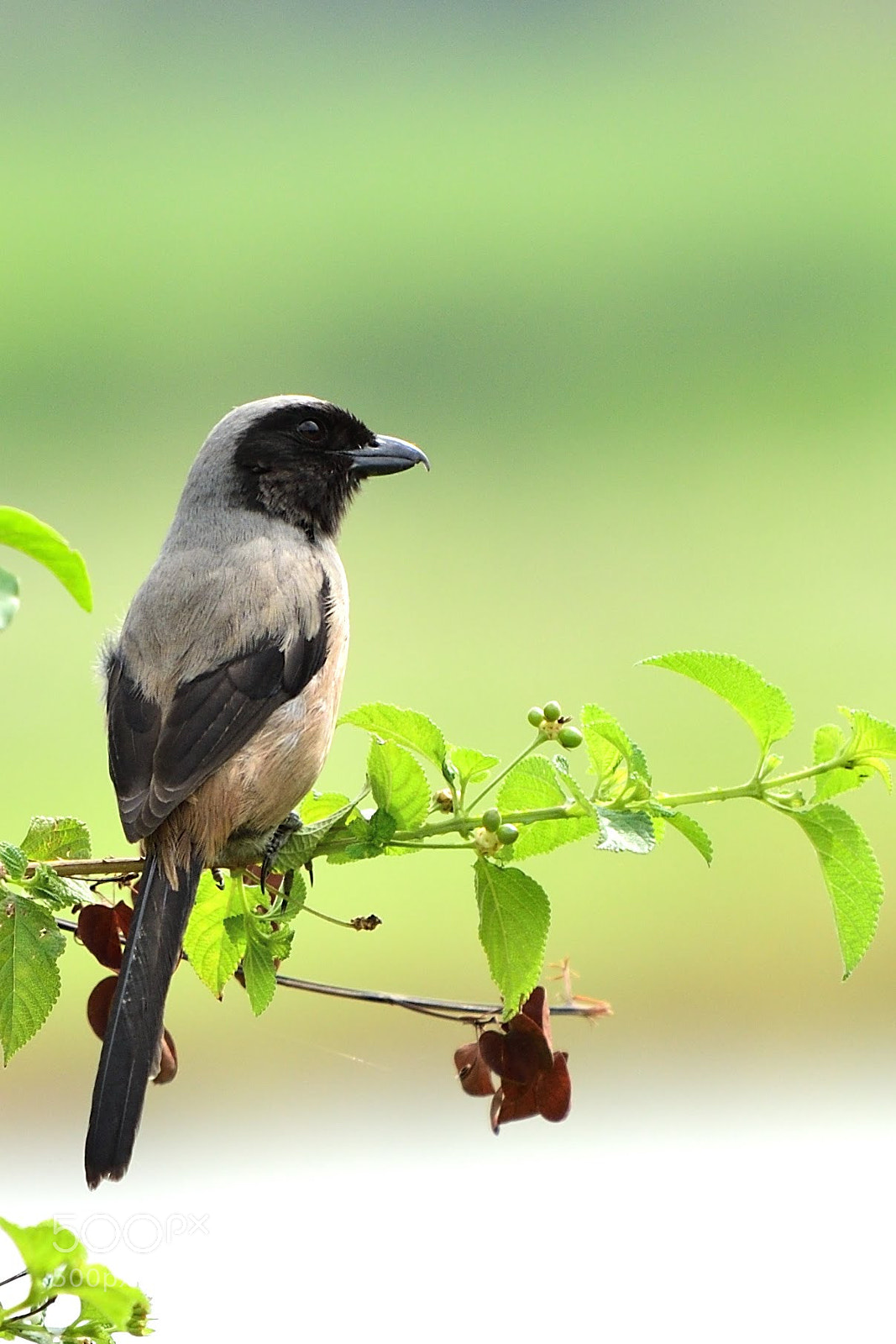 Nikon D500 sample photo. Masked laughing thrush photography