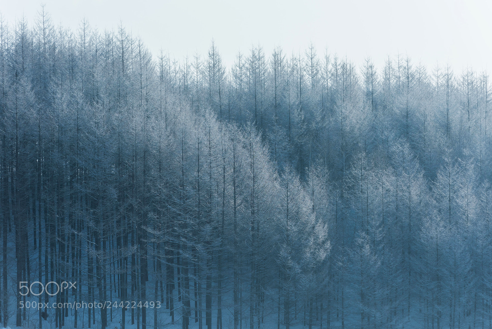 Nikon D810 sample photo. Untitled photography