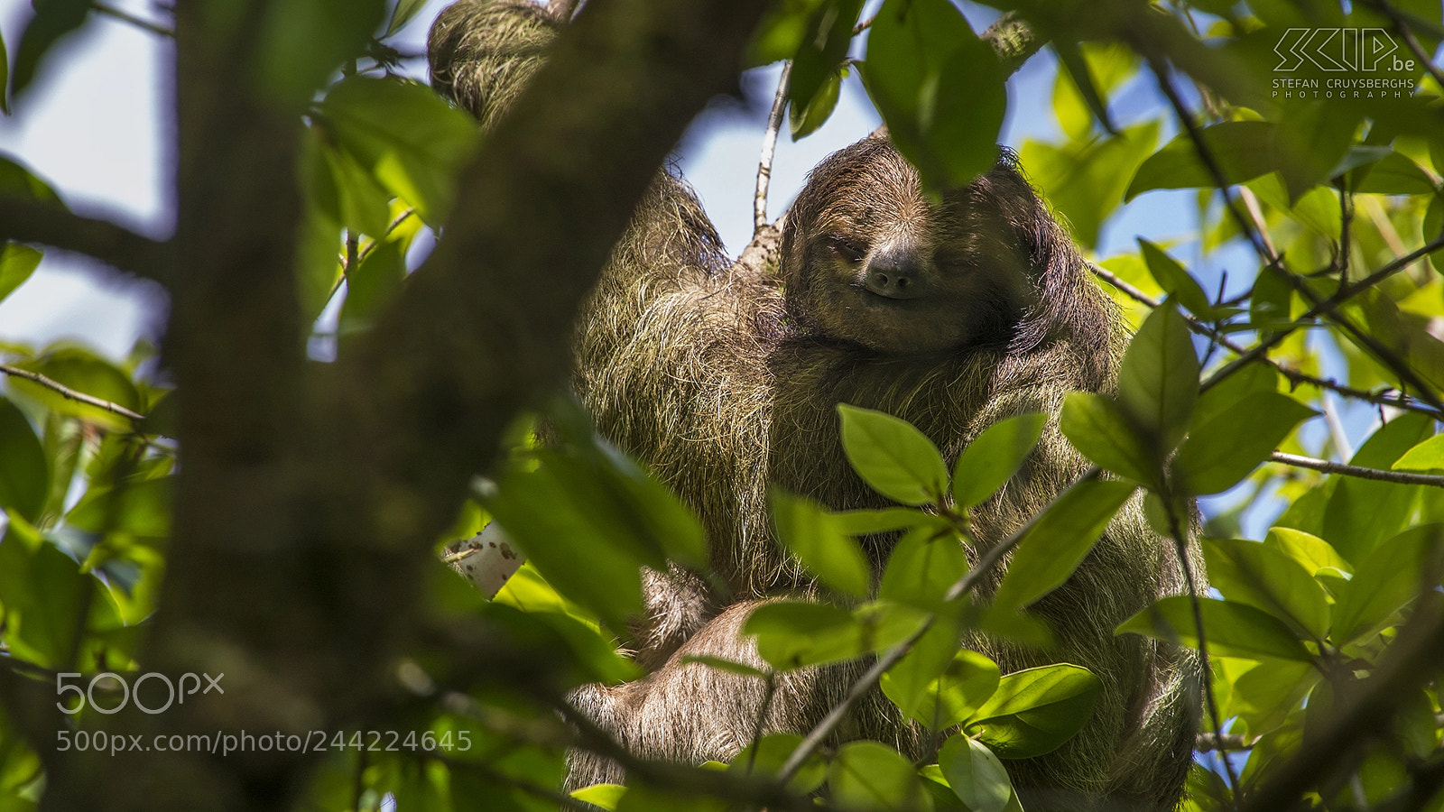 Nikon D600 sample photo. Three-toad sloth photography