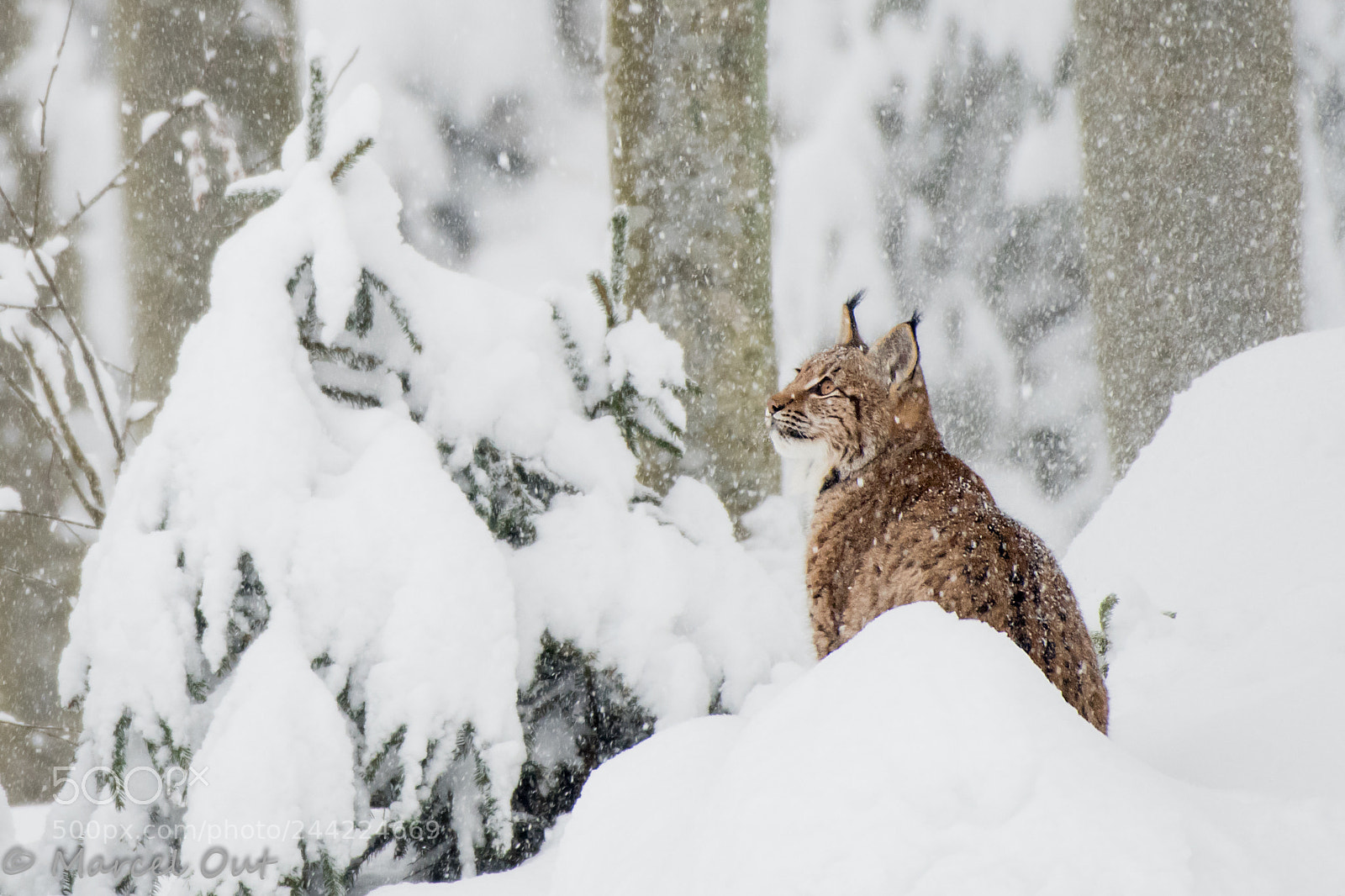 Nikon D500 sample photo. Watching the snow fall photography