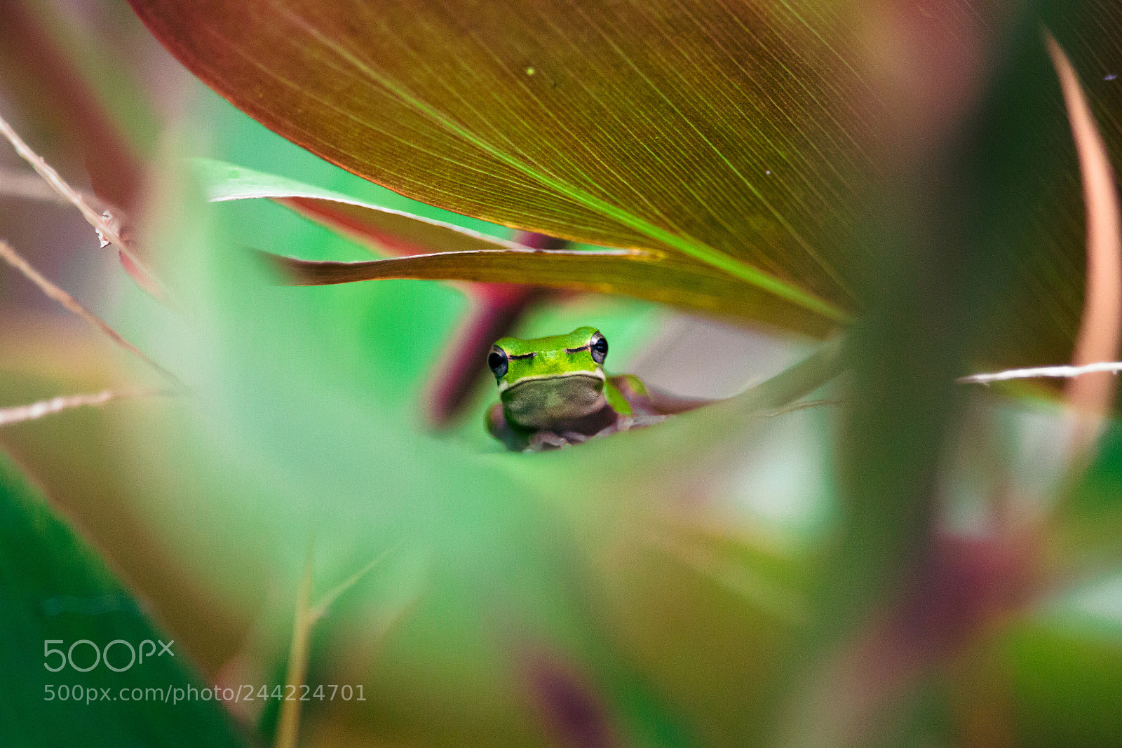 Canon EOS 650D (EOS Rebel T4i / EOS Kiss X6i) sample photo. Frog photography