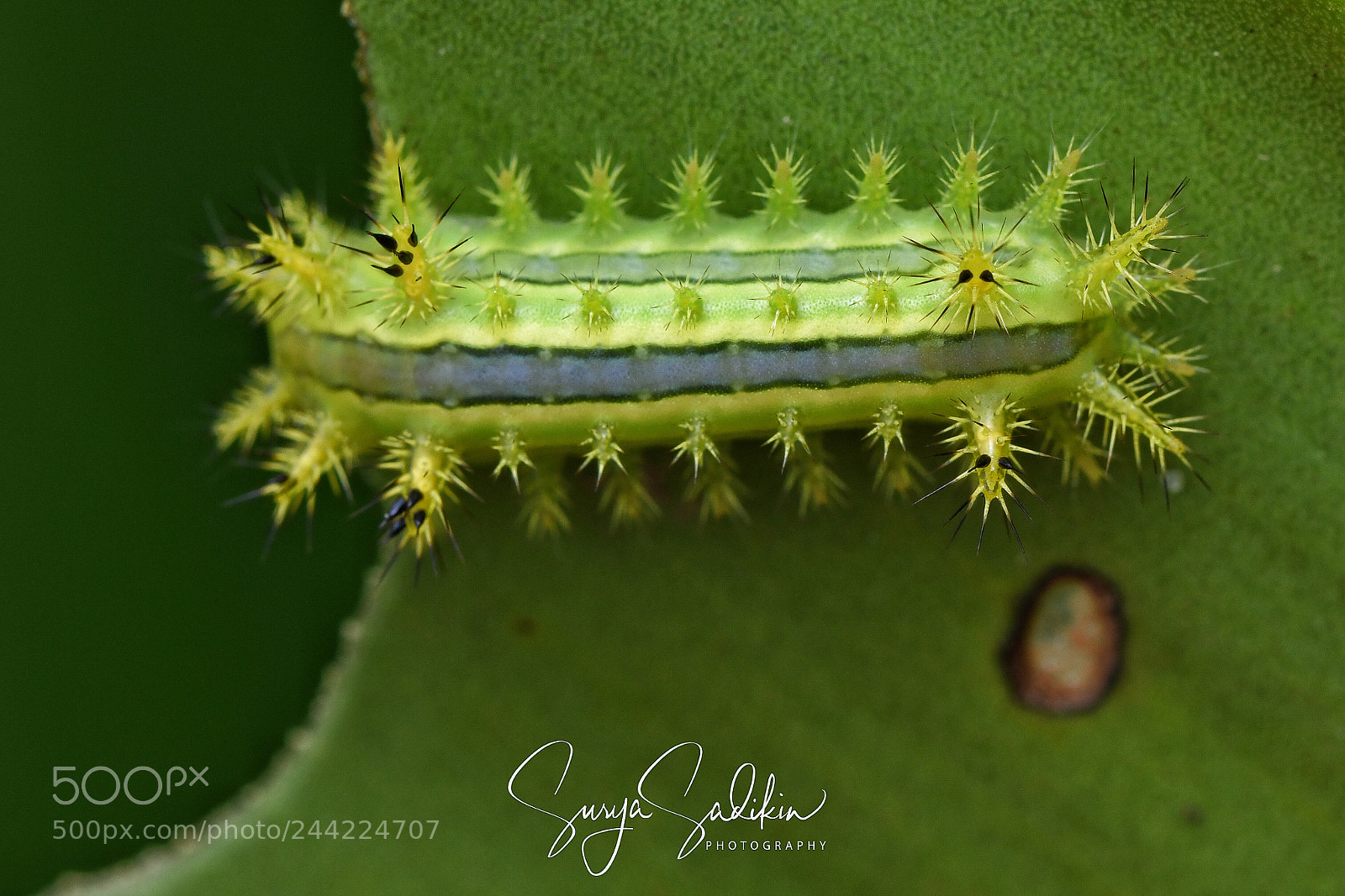 Nikon D850 sample photo. Christmas tree caterpillar photography