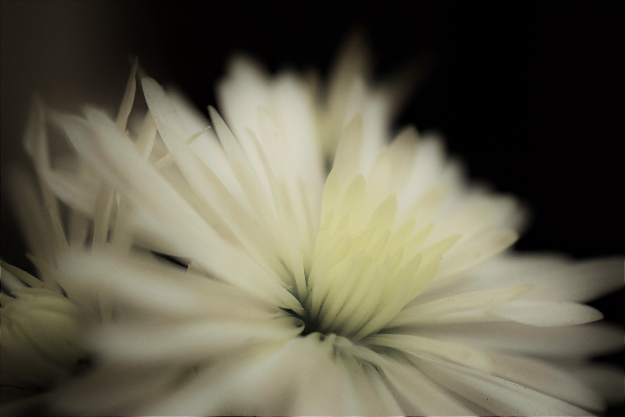 Nikon AF-S DX Micro Nikkor 40mm F2.8 sample photo. Autumn flowers photography