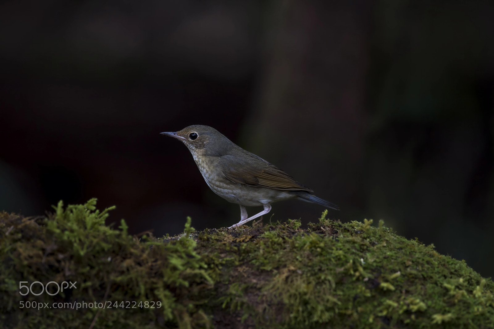 Nikon D4 sample photo. Siberian blue robin (f) photography