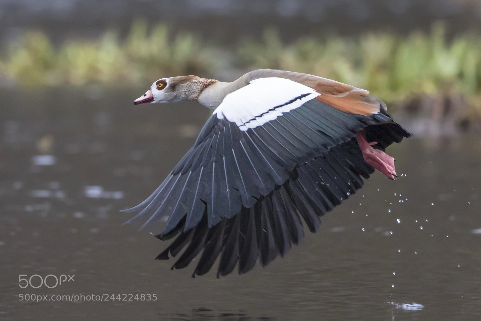 Canon EOS 7D Mark II sample photo. Nile goose photography