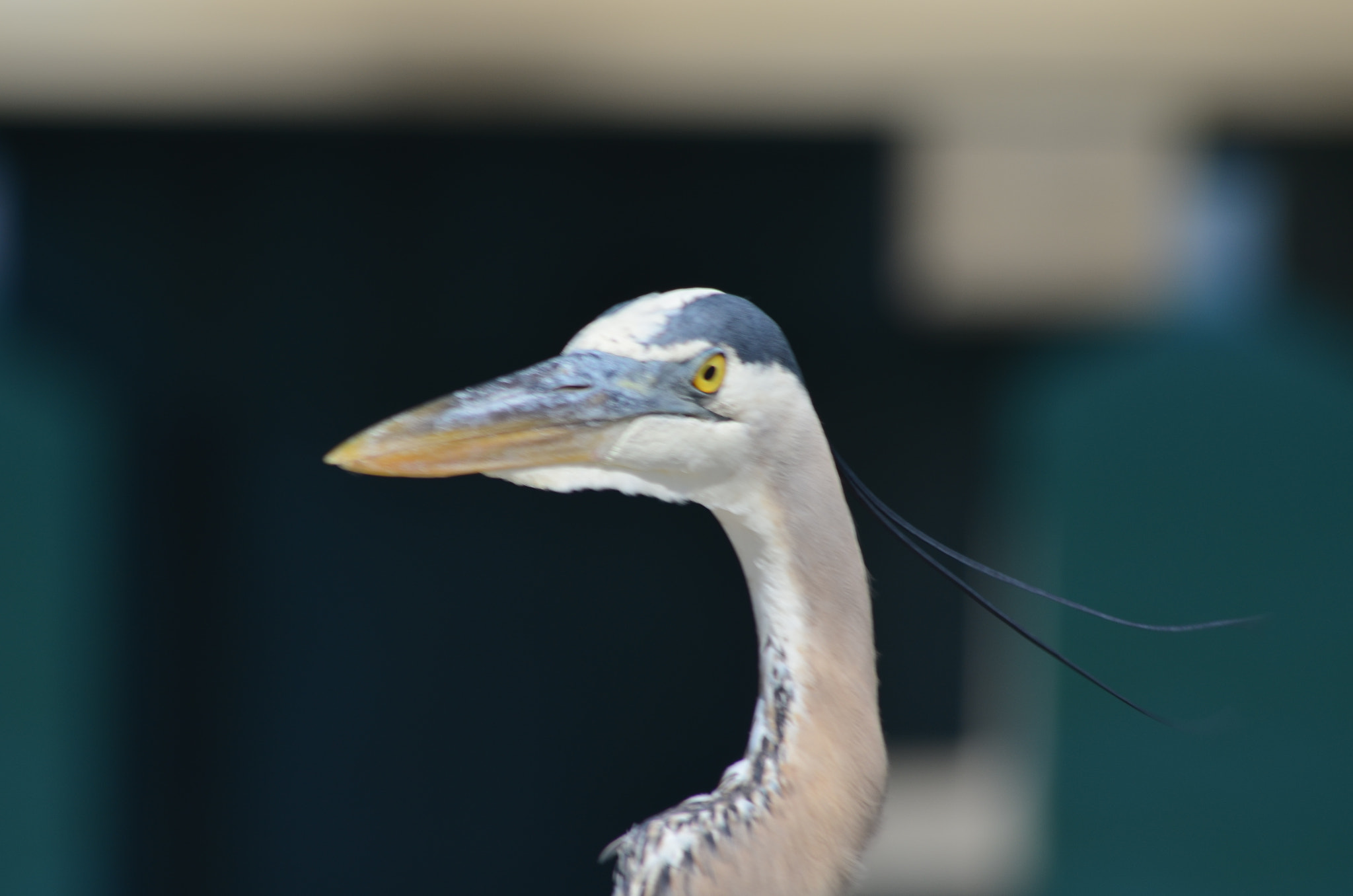 Sigma 70-300mm F4-5.6 APO DG Macro sample photo. Looking back photography