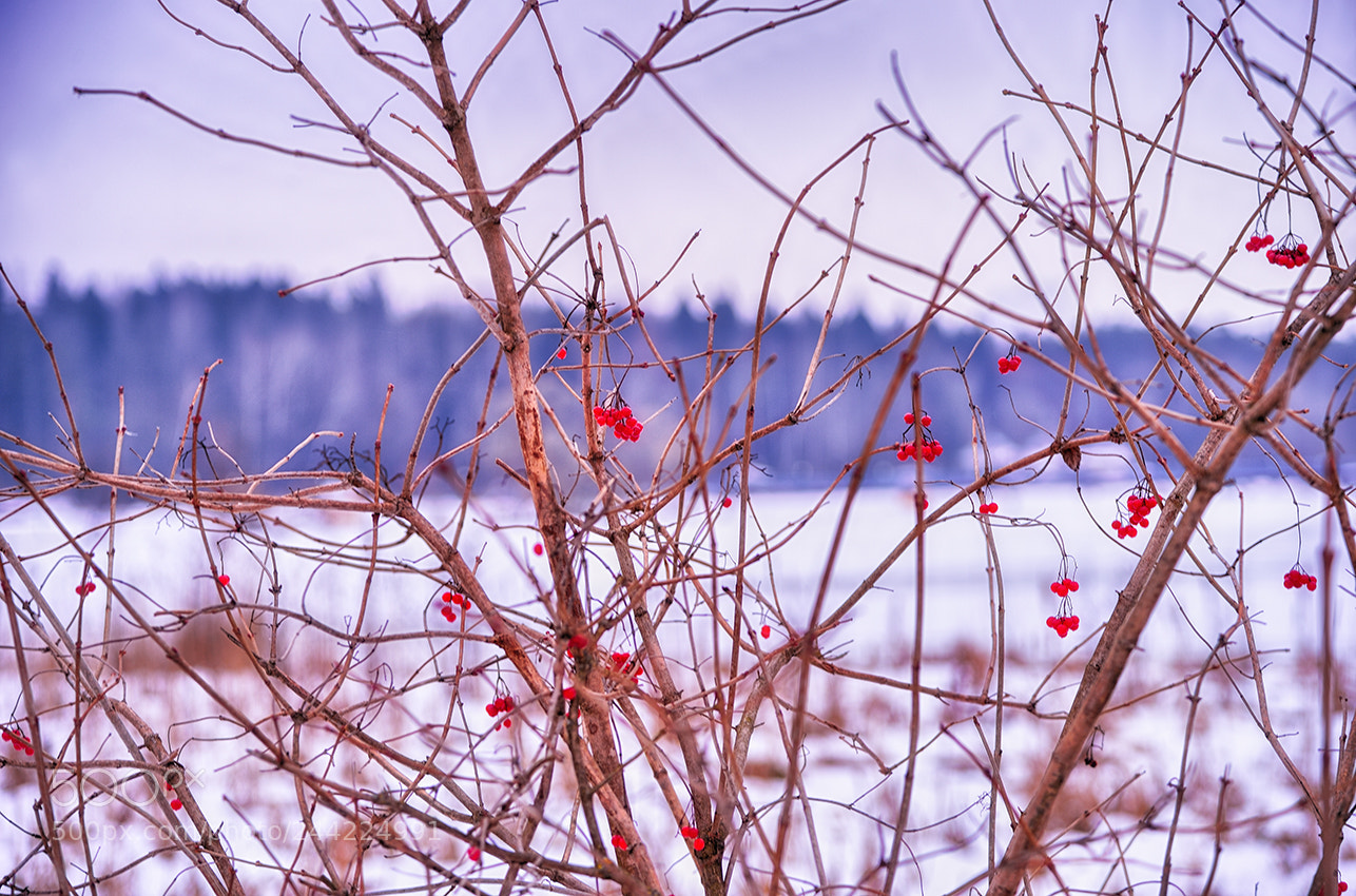 Nikon Df sample photo. Untitled photography