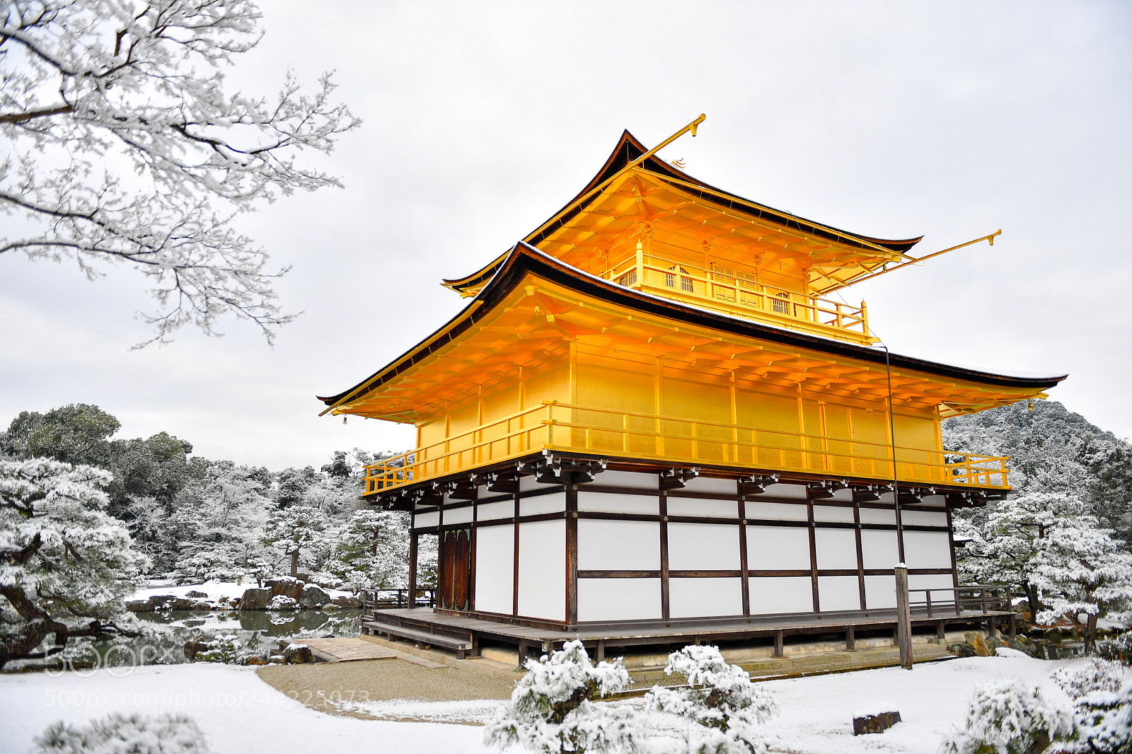 Nikon D5 sample photo. 金閣寺 photography
