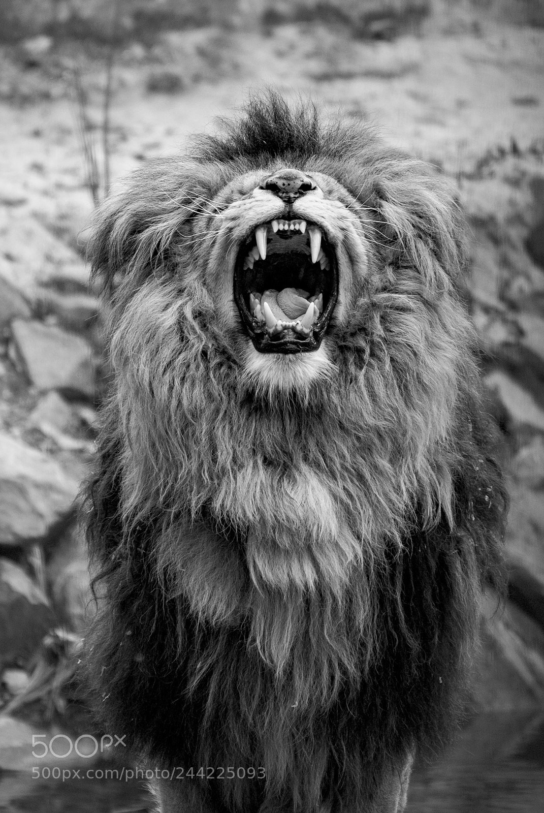 Sony Alpha DSLR-A300 sample photo. I´m the king! photography