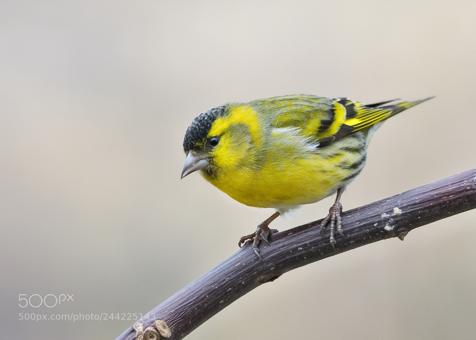 Nikon D7200 sample photo. Eurasian siskin photography