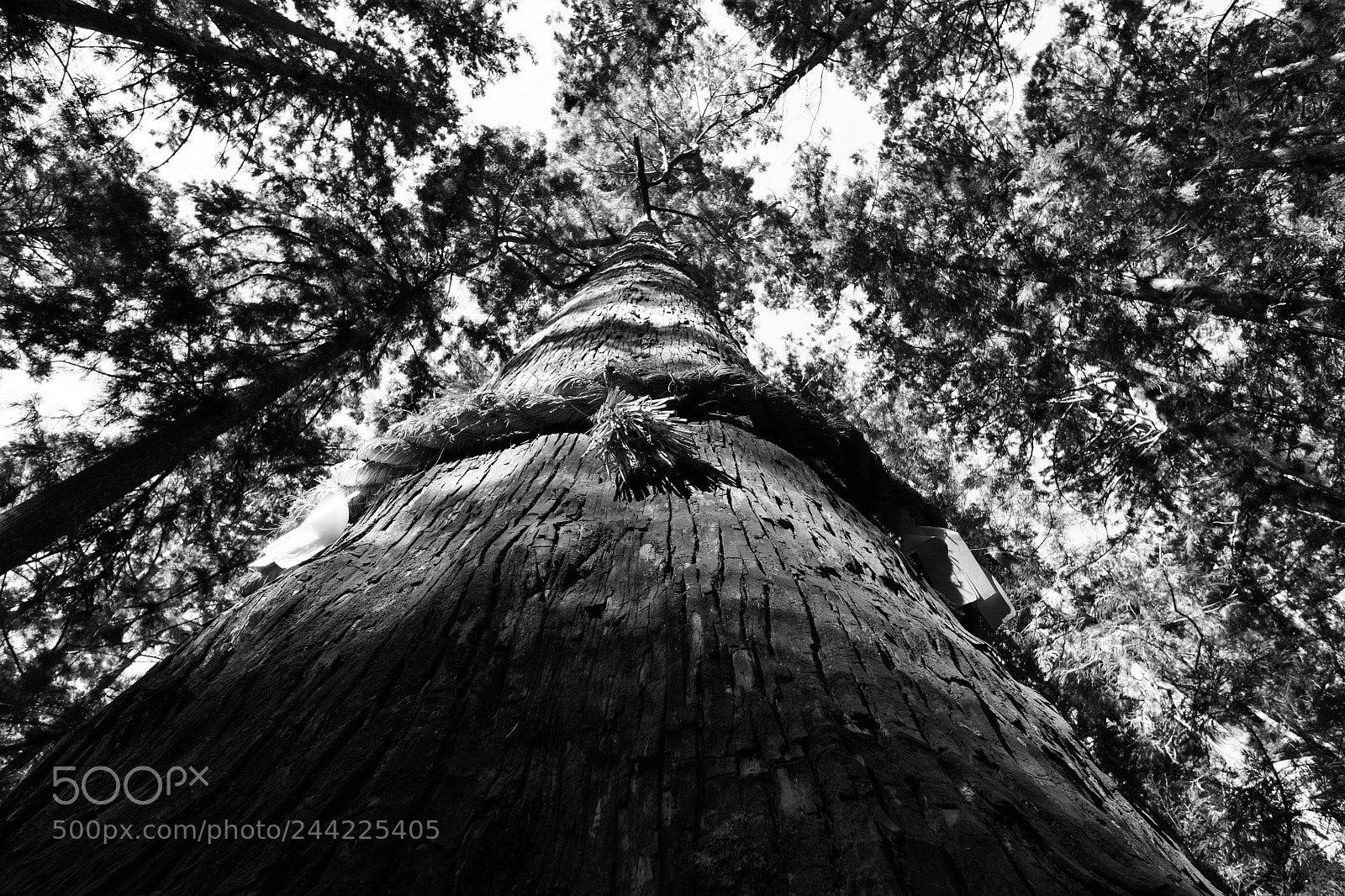 Fujifilm X-T2 sample photo. Sacred tree　御神木「傘杉」 photography