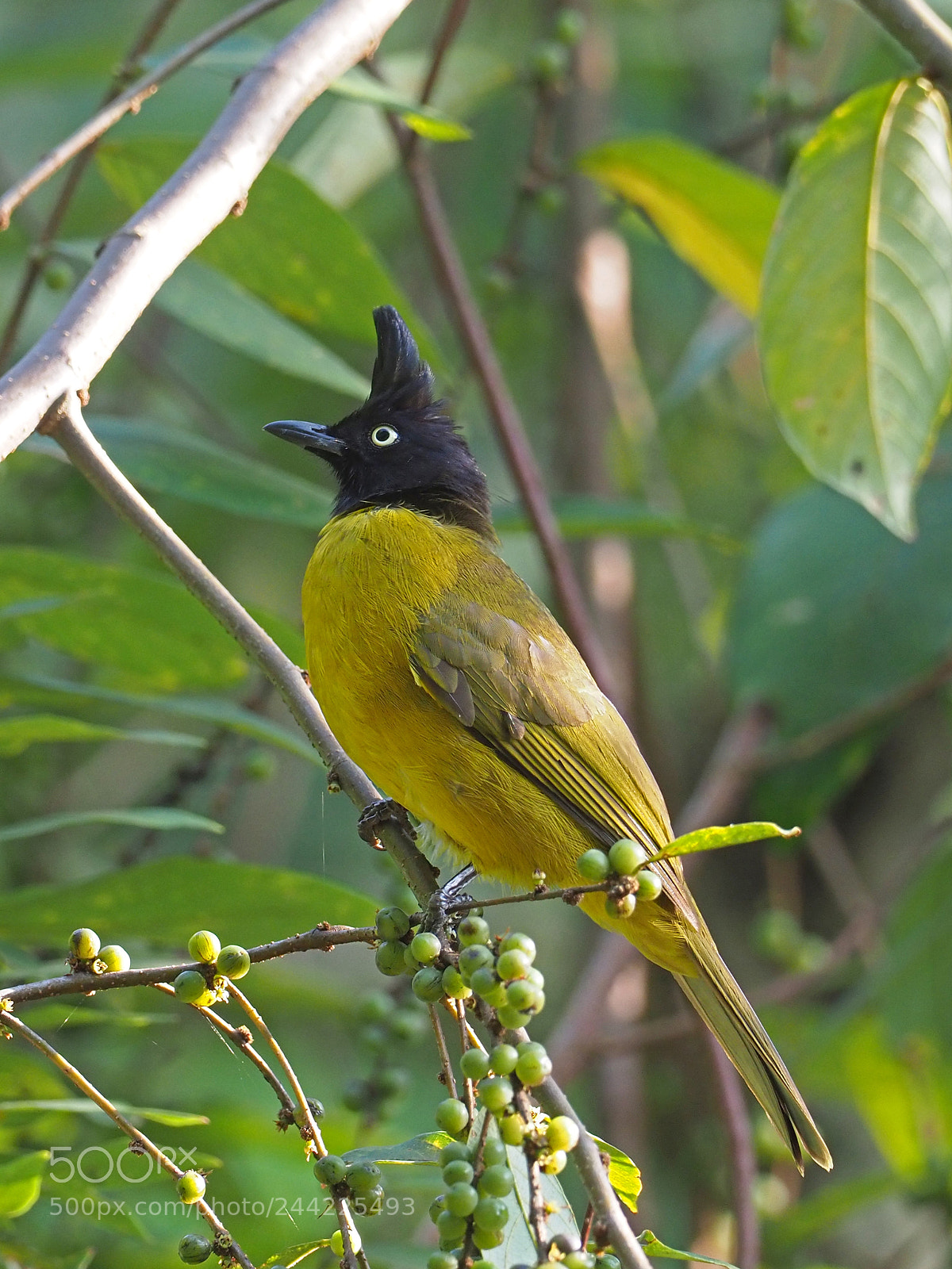 Olympus OM-D E-M1 Mark II sample photo. Black-crested bulbul photography