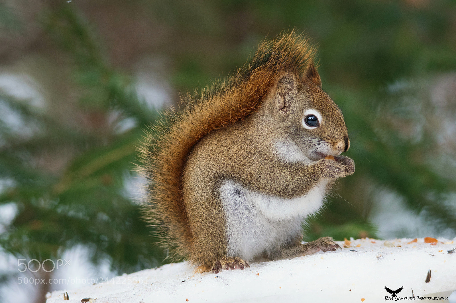 Nikon D500 sample photo. Working for peanuts !! photography