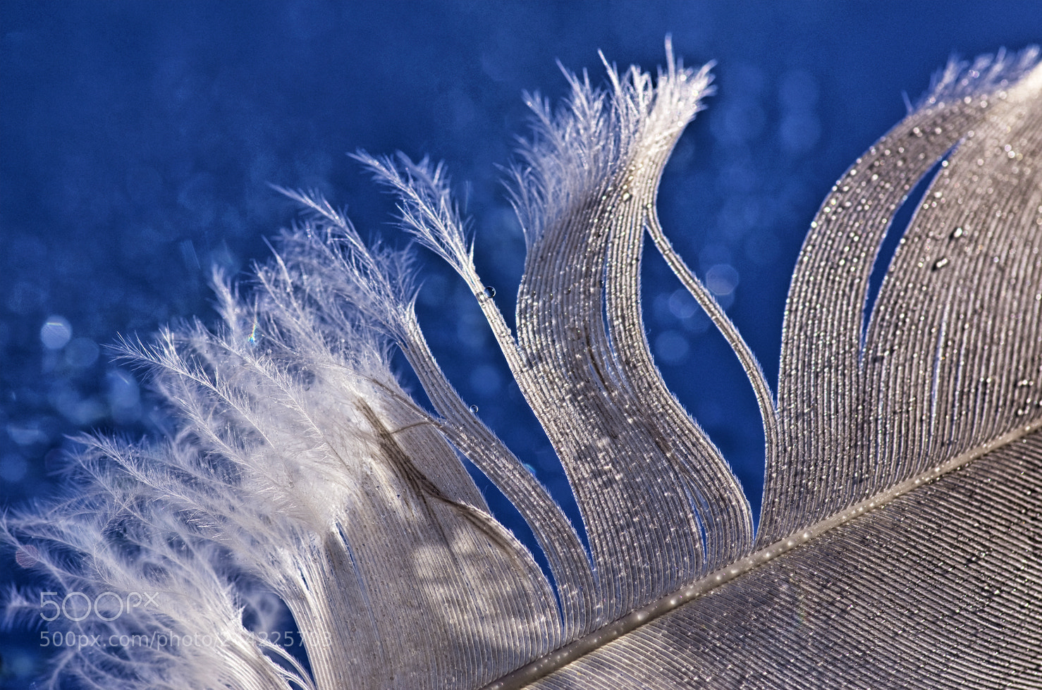 Pentax K-5 sample photo. Feather photography
