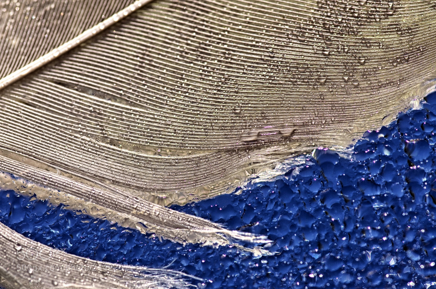 Pentax K-5 sample photo. Feather close up photography