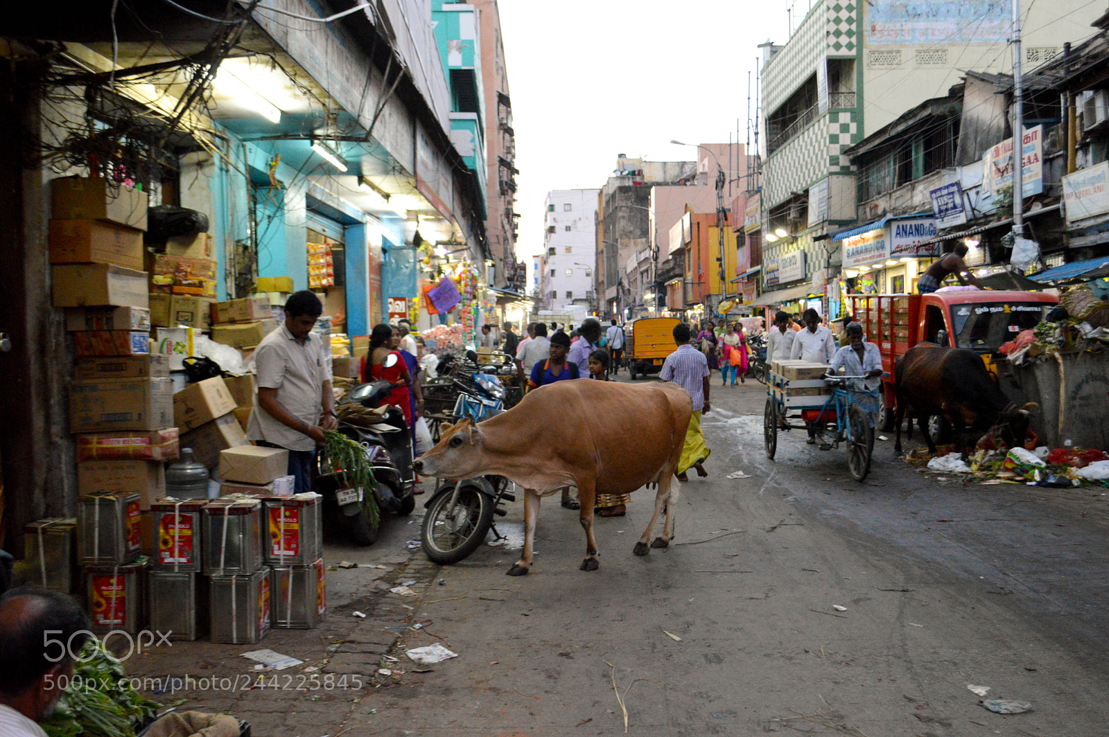Nikon D3200 sample photo. Cow photography
