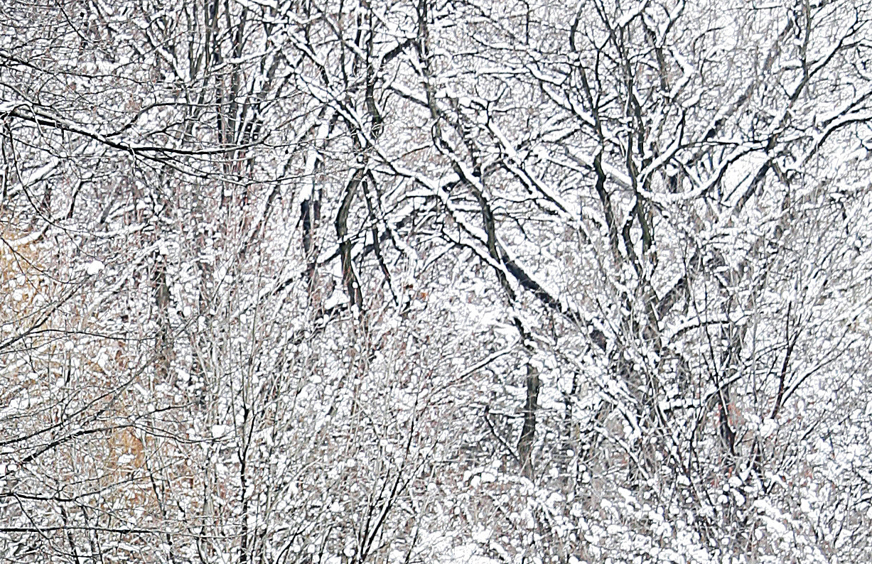 Canon EOS 5D sample photo. Winter pollock photography