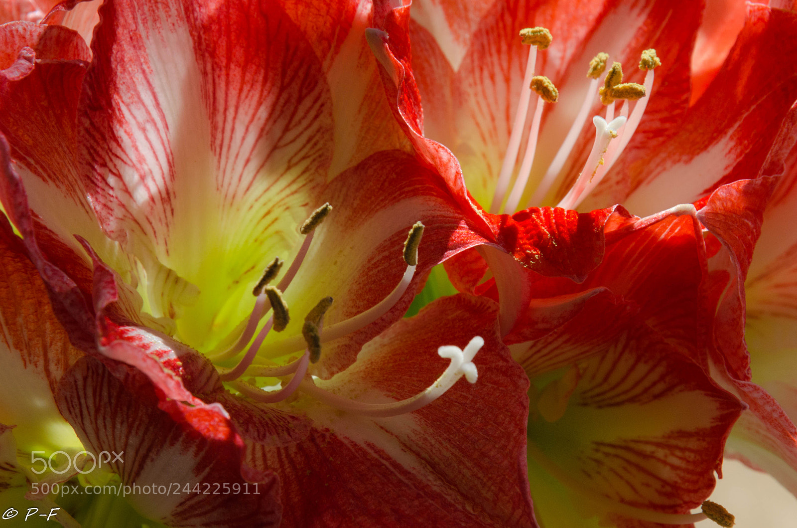 Nikon D5100 sample photo. Red and green photography