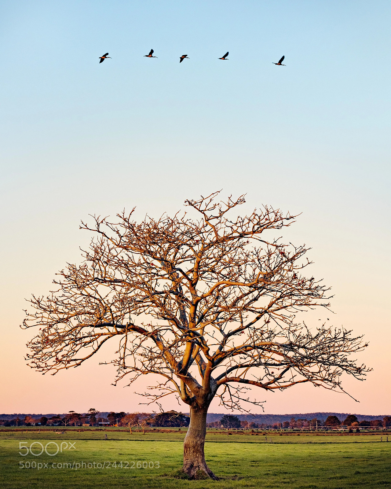 Canon EOS 5DS sample photo. Five birds and a photography