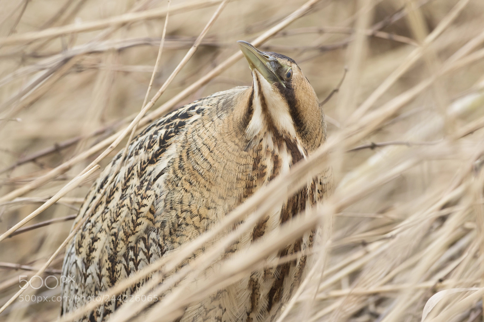 Canon EOS 7D Mark II sample photo. Euresian bittern photography