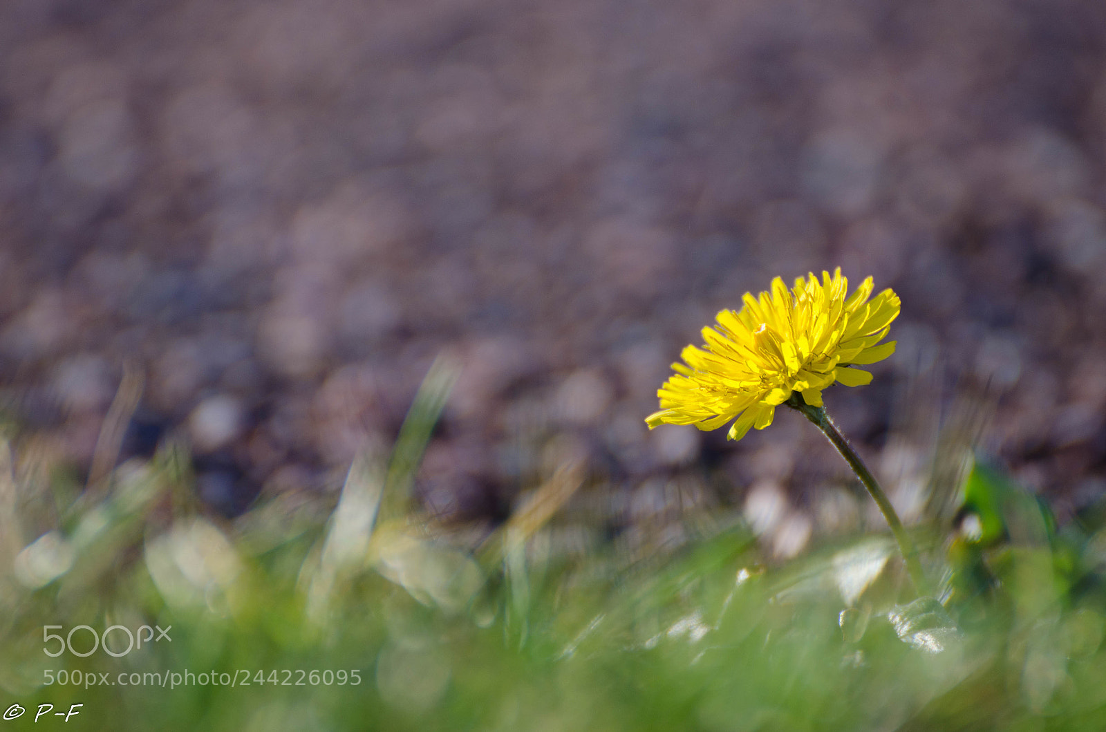 Nikon D5100 sample photo. The spring comes back photography