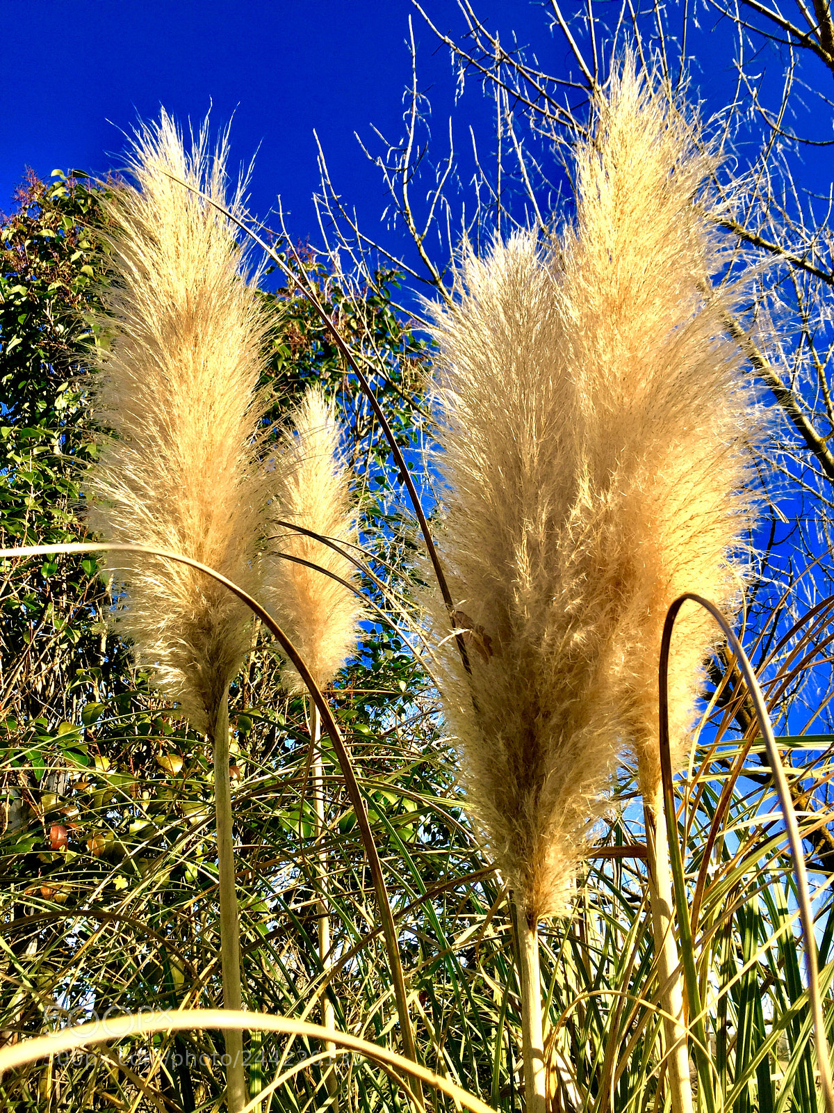 Apple iPhone 6 sample photo. Untitled photography