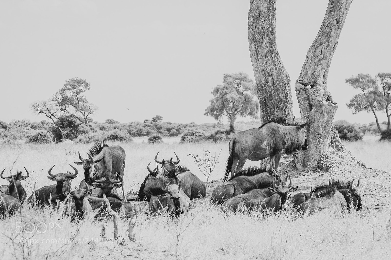 Nikon D7200 sample photo. Wildebeest @ savuti plains photography