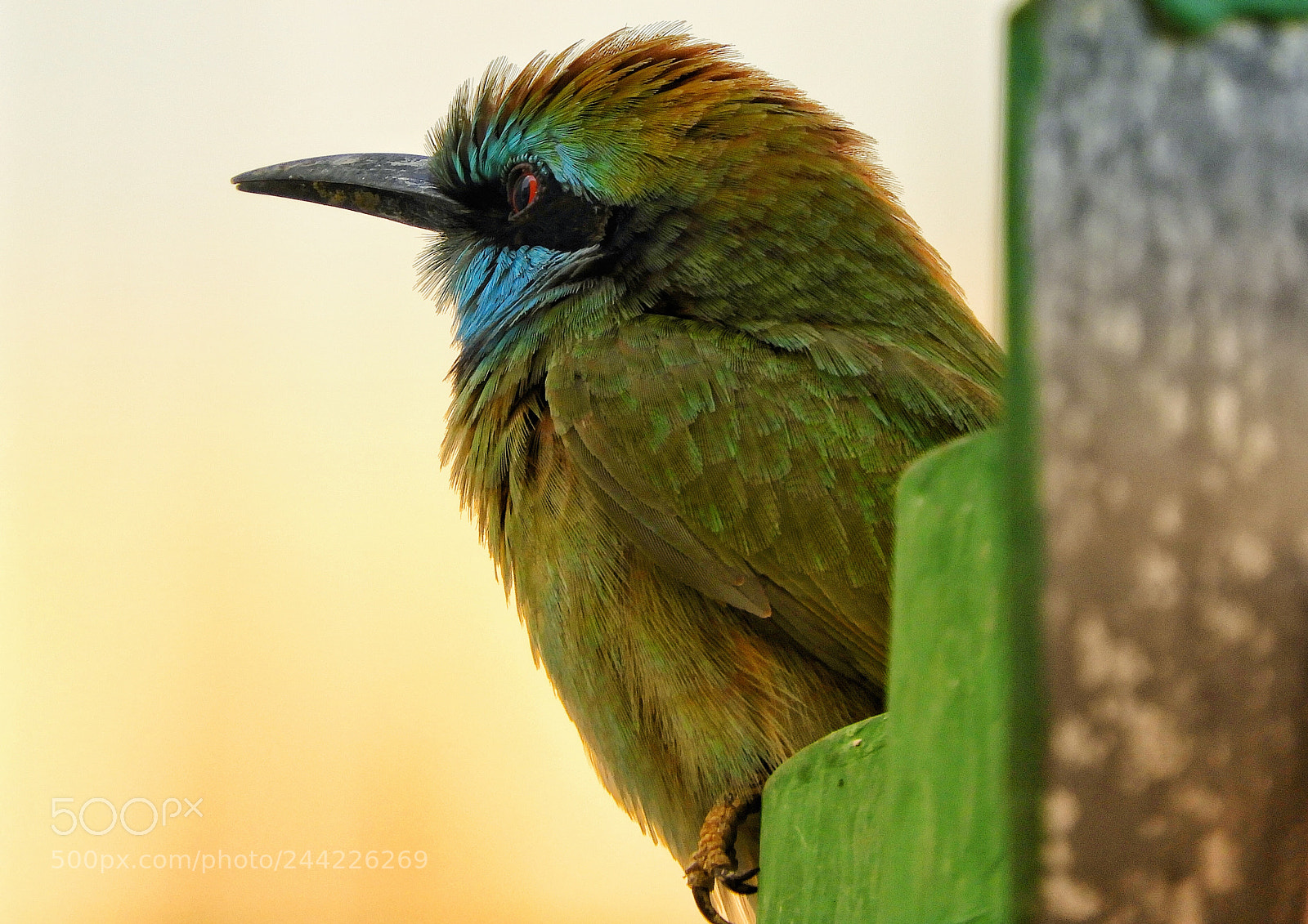 Nikon Coolpix B700 sample photo. Green bee eater photography