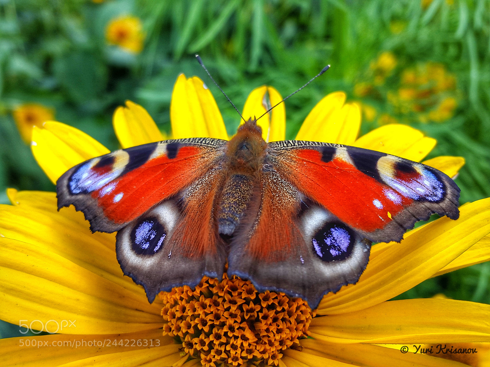 Samsung Galaxy Alpha sample photo. Peacock butterfly photography