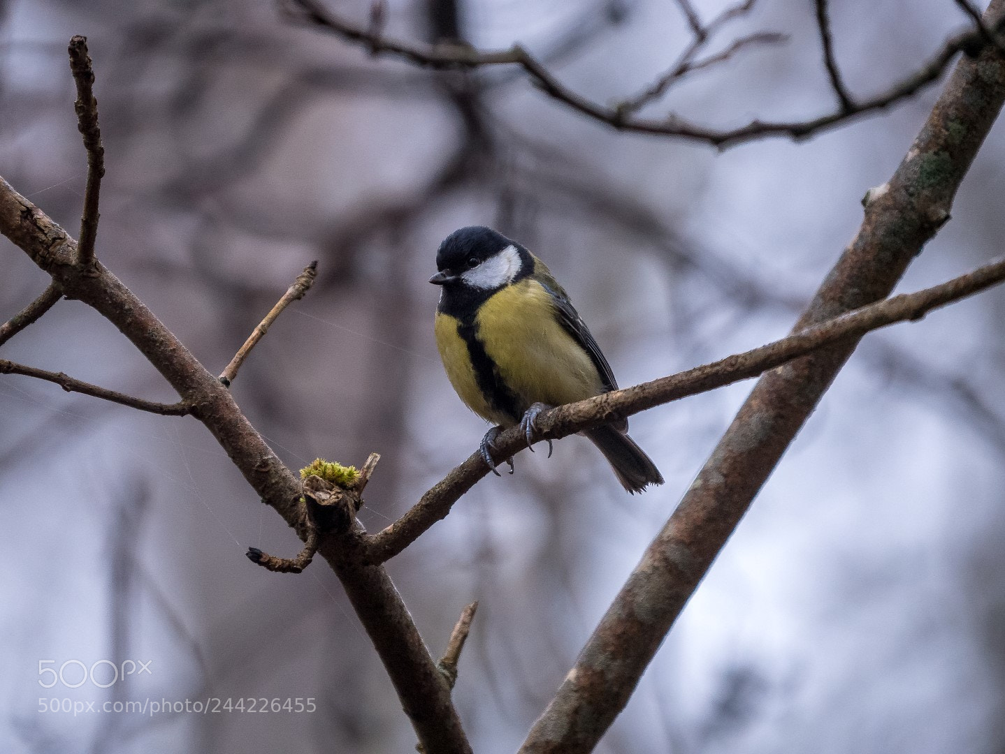 Panasonic Lumix DMC-GX85 (Lumix DMC-GX80 / Lumix DMC-GX7 Mark II) sample photo. Paus major photography