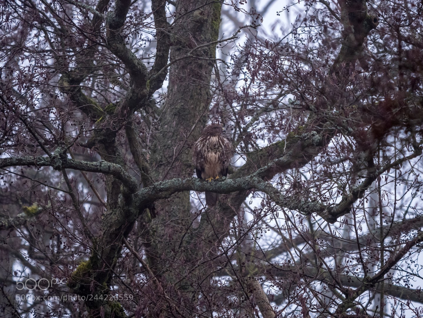 Panasonic Lumix DMC-GX85 (Lumix DMC-GX80 / Lumix DMC-GX7 Mark II) sample photo. Buteo buteo photography