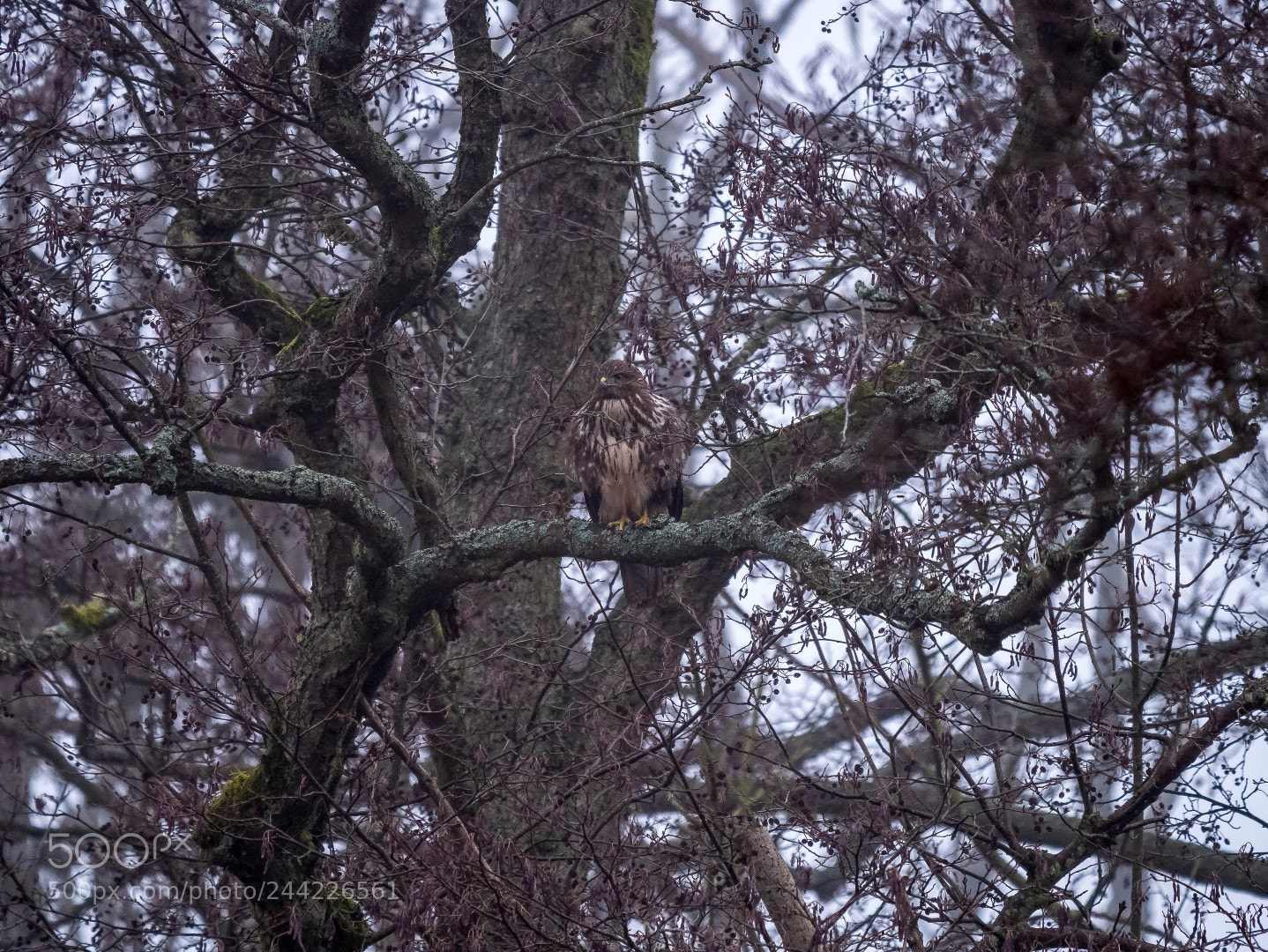 Panasonic Lumix DMC-GX85 (Lumix DMC-GX80 / Lumix DMC-GX7 Mark II) sample photo. Buteo buteo photography