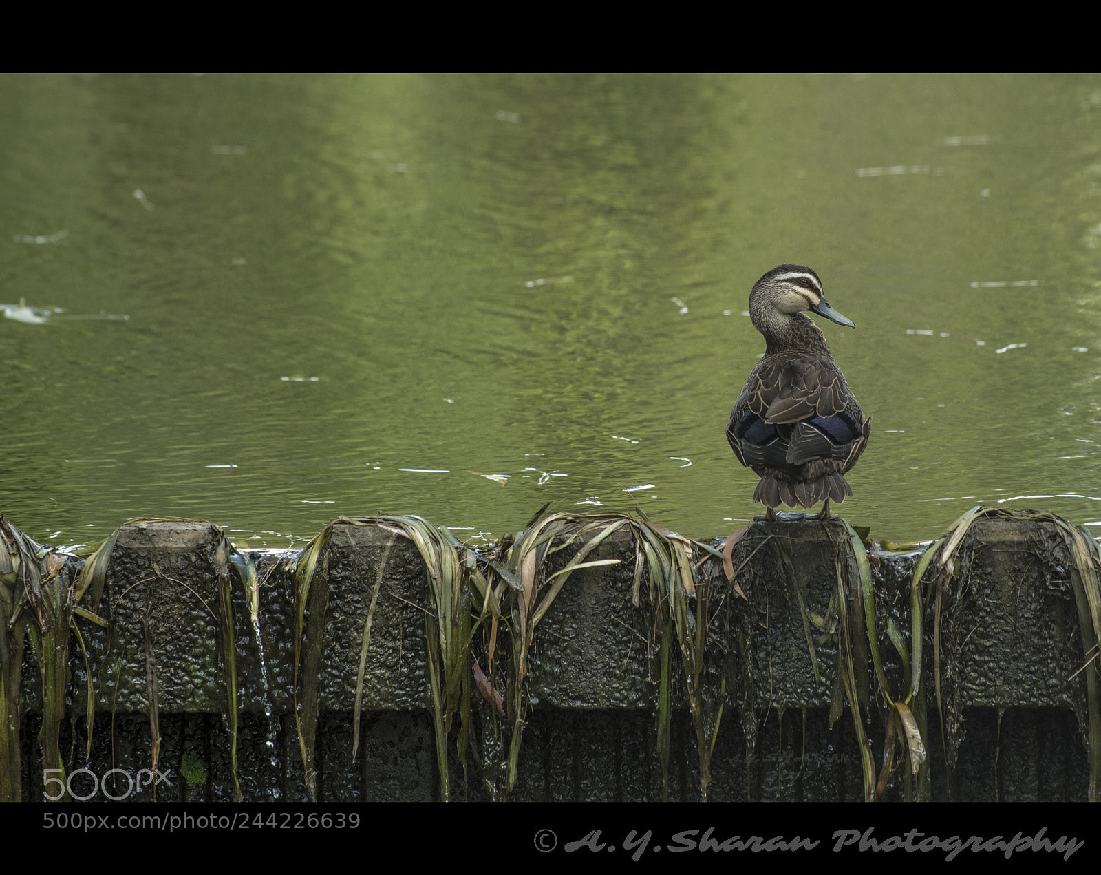 Pentax K-50 sample photo. Pacific wood duck photography