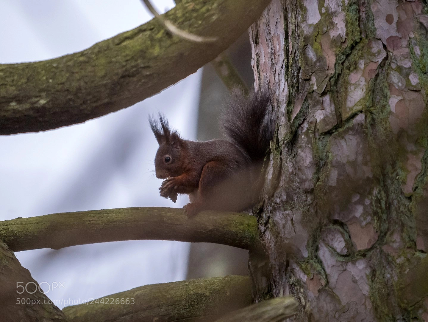 Panasonic Lumix DMC-GX85 (Lumix DMC-GX80 / Lumix DMC-GX7 Mark II) sample photo. Squirrel photography