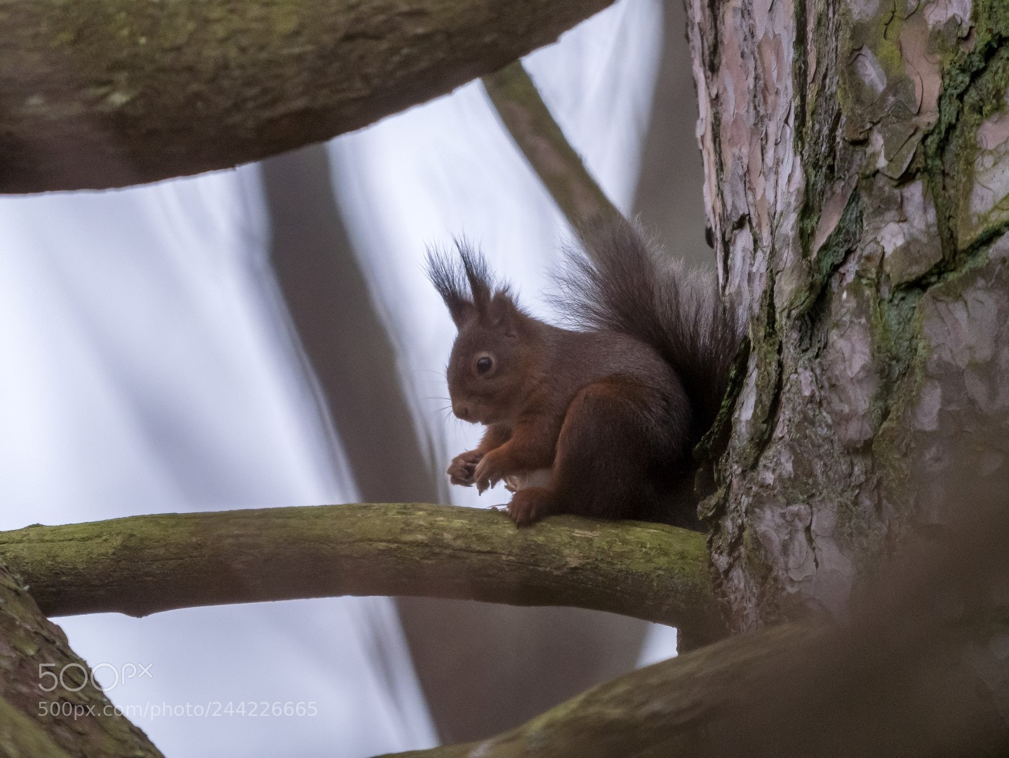 Panasonic Lumix DMC-GX85 (Lumix DMC-GX80 / Lumix DMC-GX7 Mark II) sample photo. Squirrel photography